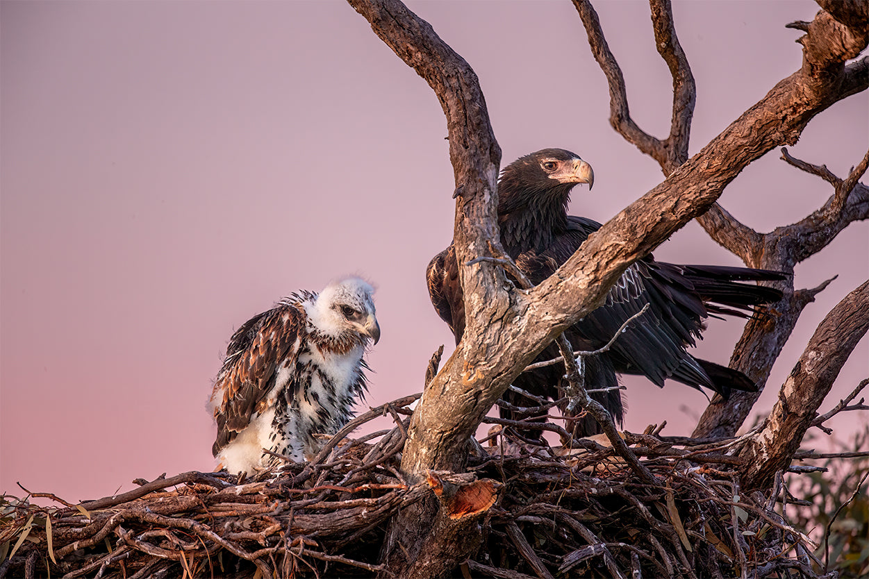 Wedge Tailed Eagle Australia With Chick Wall Art Decor 100% Australian Made
