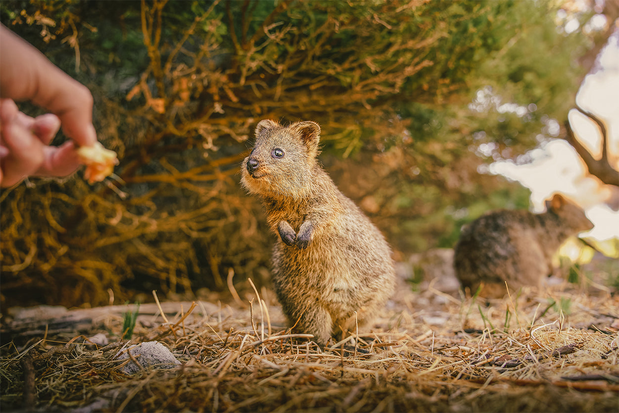 Quokka Western Australia Nature Wall Art Decor 100% Australian Made