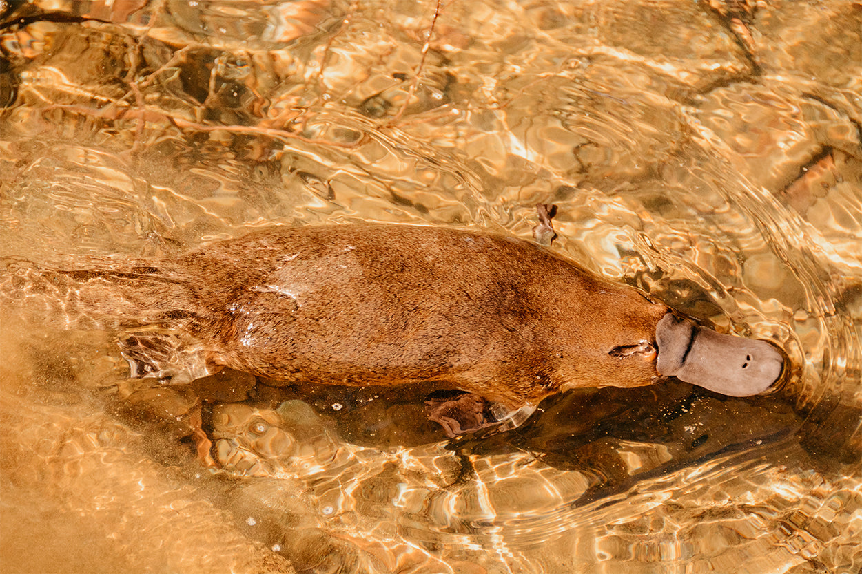 Platypus Tasmania Stream Wall Art Decor 100% Australian Made