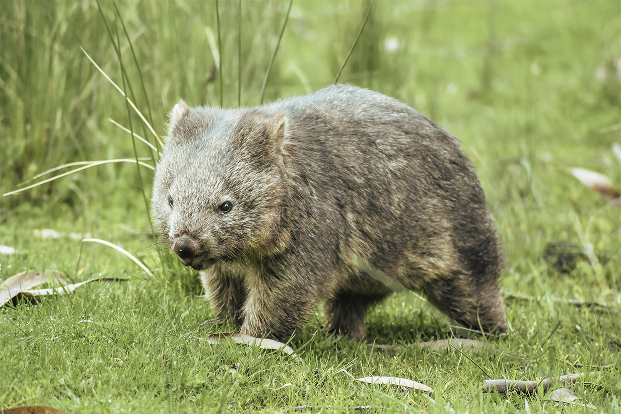 Wombat East Coast Tasmania Wall Art Decor 100% Australian Made