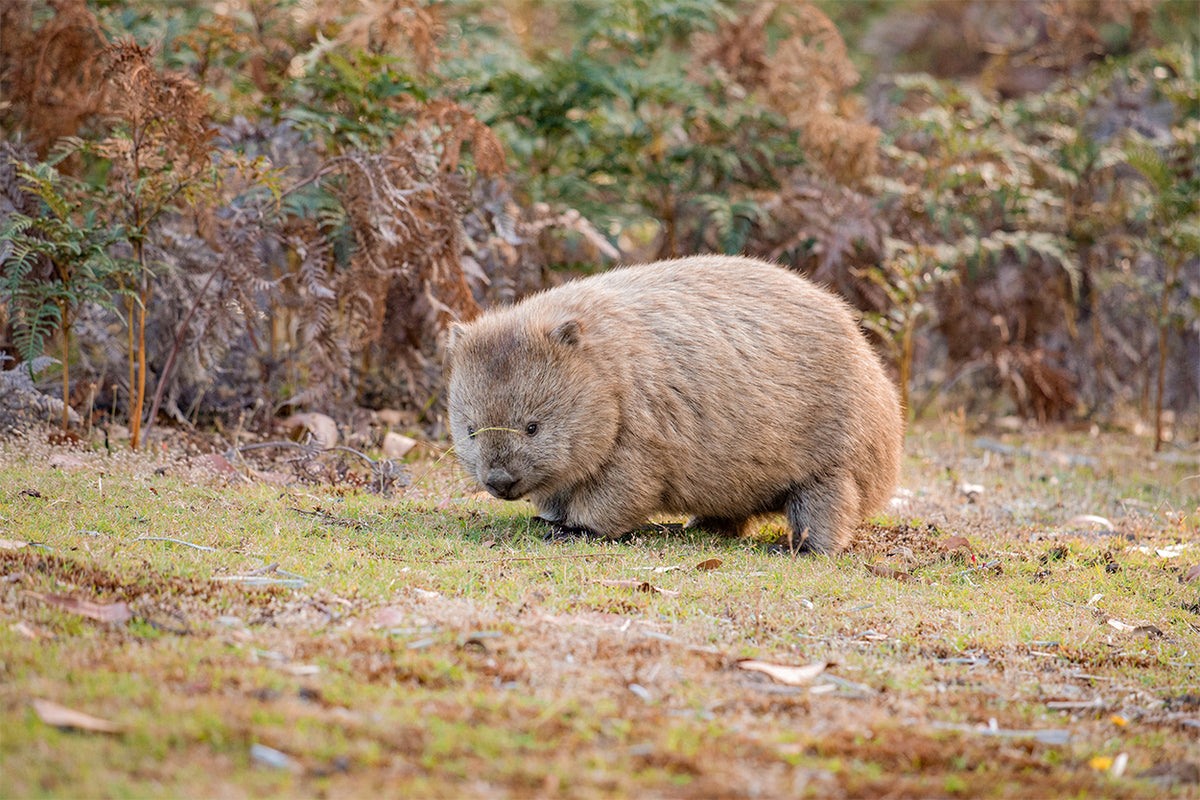 Common Wombat Navigating the Bushlands of Narawntapu National Park, Tasmania Wall Art Decor 100% Australian Made