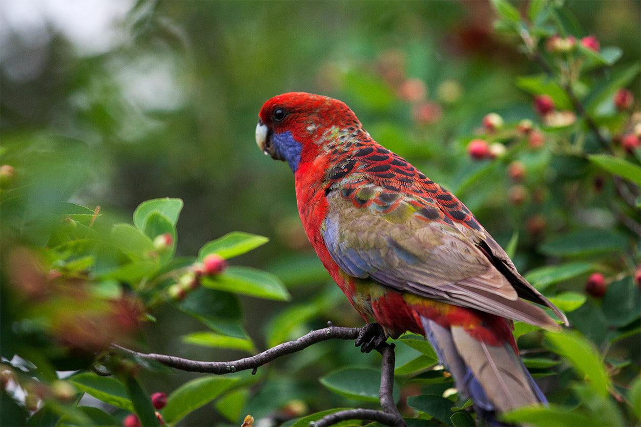 Crimson Rosella on Branch Wall Art Decor 100% Australian Made