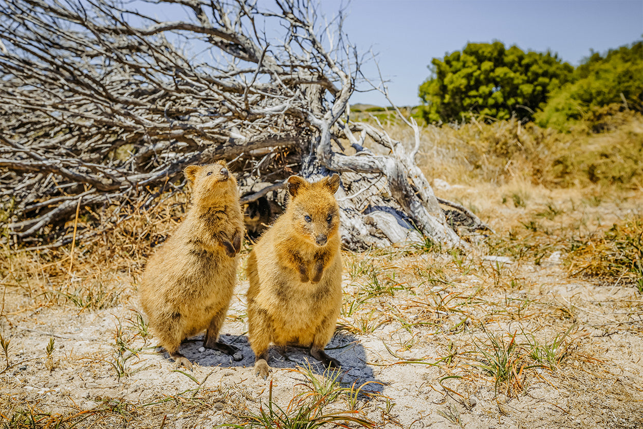 Quokka Rottnest Island Western Australia Wall Art Decor 100% Australian Made
