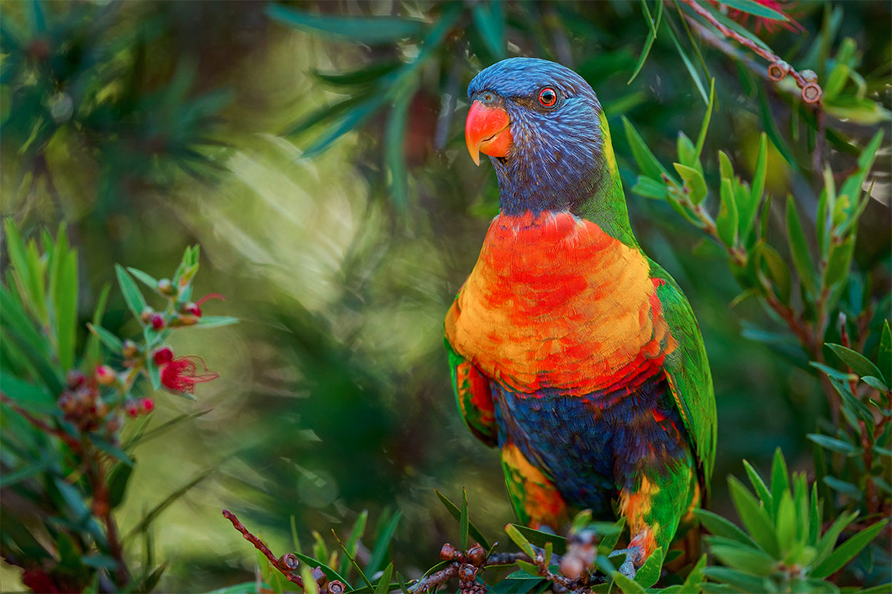 Rainbow Lorikeet Eastern Australia Wall Art Decor 100% Australian Made
