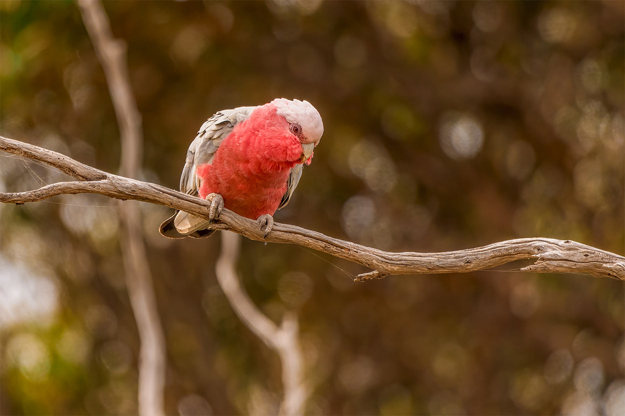 Lovely Galah Australia Wall Art Decor 100% Australian Made