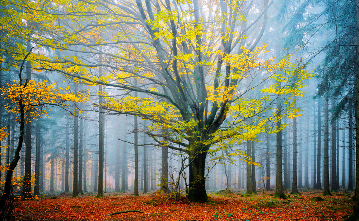 Green Tree Autumn Dark Forest Wall Art Decor 100% Australian Made