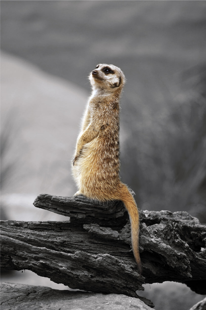 Meerkat Standing Guard Taronga Zoo Sydney Wall Art Decor 100% Australian Made