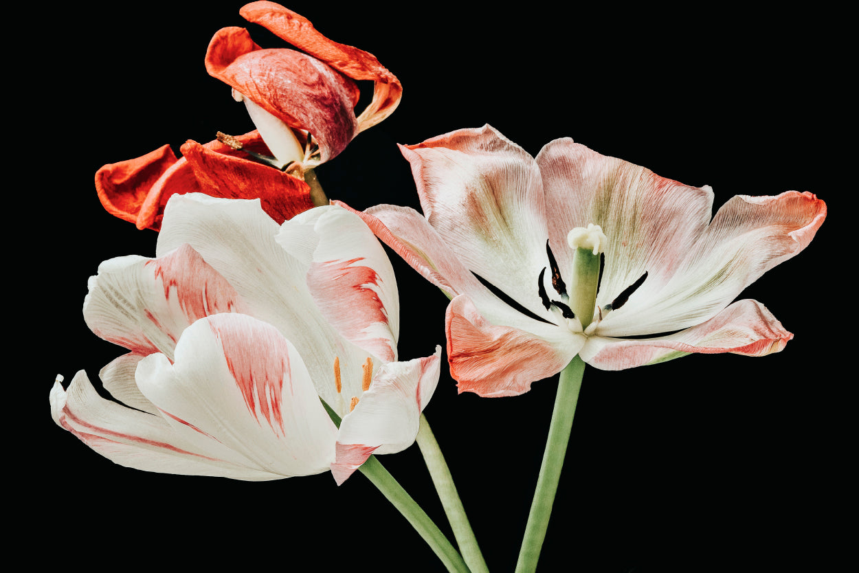 Botanical White and Red Fading Tulip Blossoms Wall Art Decor 100% Australian Made