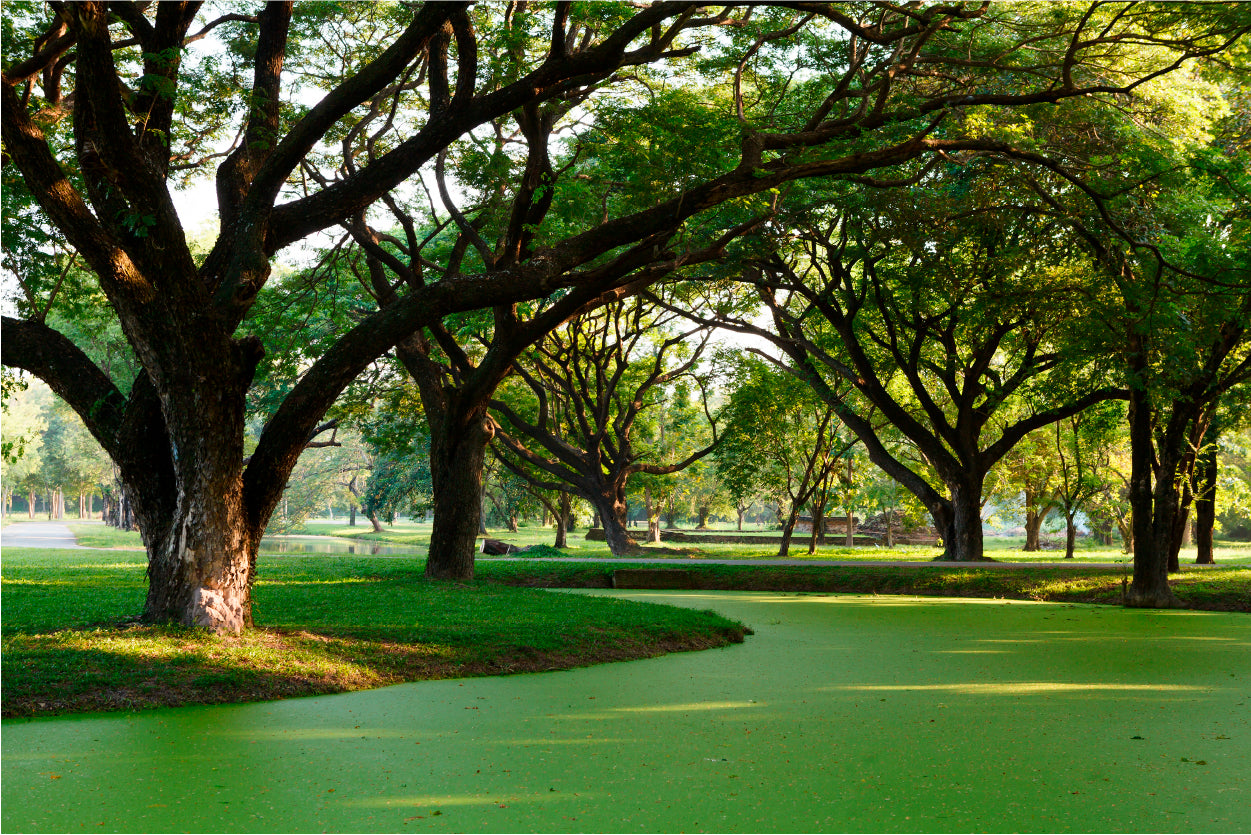 Samanea Saman Big Rain Tree Print 100% Australian Made