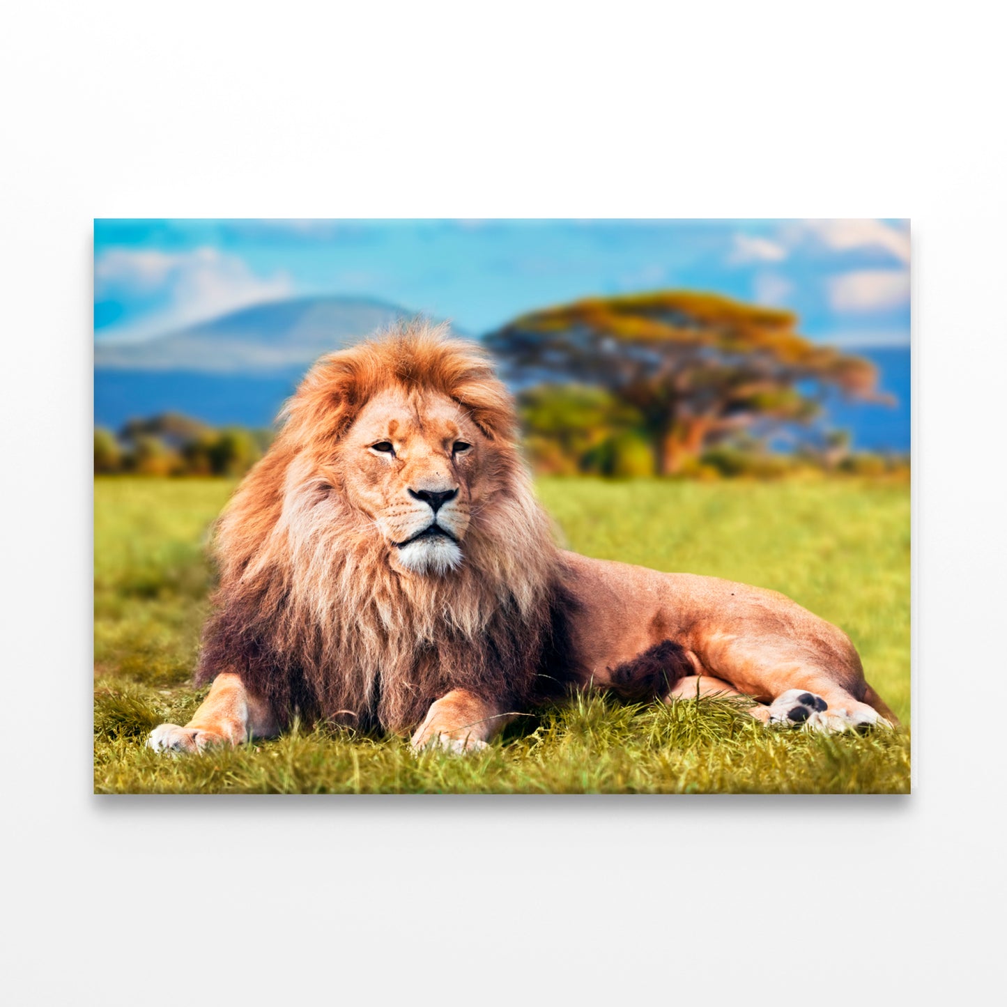 Lion Lying Savannah Grass Wall Art Decor 100% Australian Made