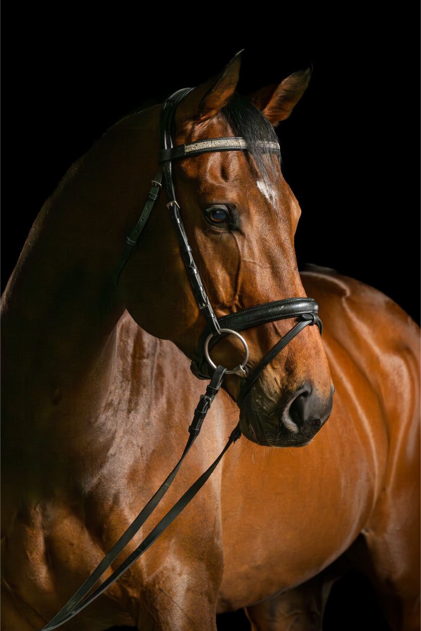 Brown Thoroughbred Horse Head 40x60cm Metal Print Ready to Hang