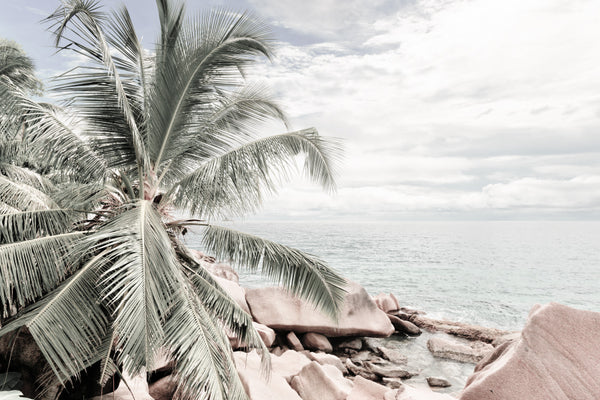 Palm Trees & Rocks near Sea View Photograph 90x60cm Print 100% Australian Made - Bella Home Decor