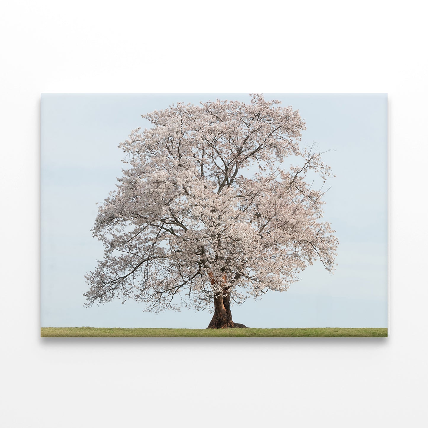 Spring Cherry Blossoms in Bloom Wall Art Decor 100% Australian Made