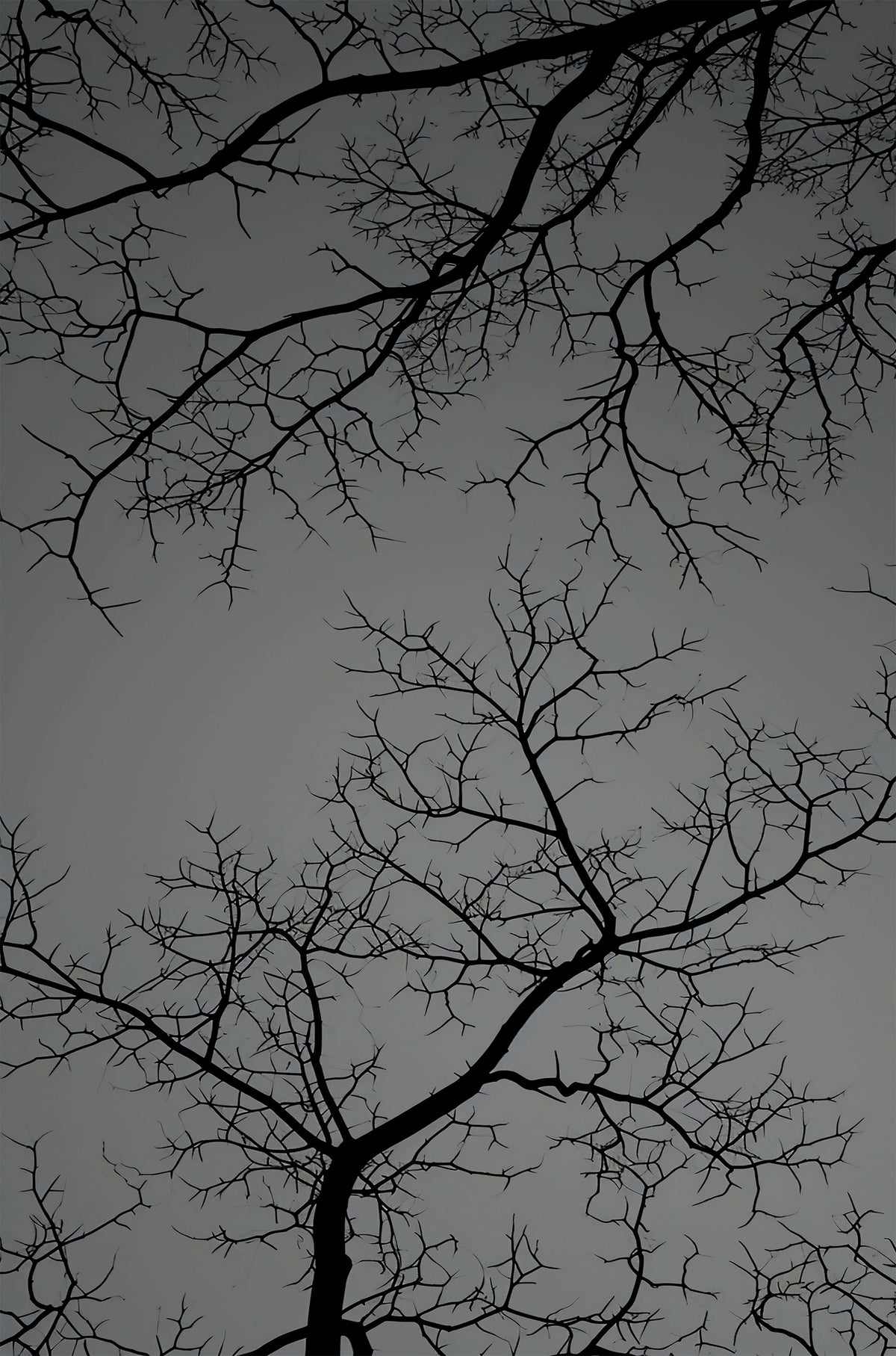 Gothic Spooky Bare Tree Branch Silhouette 40x60cm Metal Print Ready to Hang