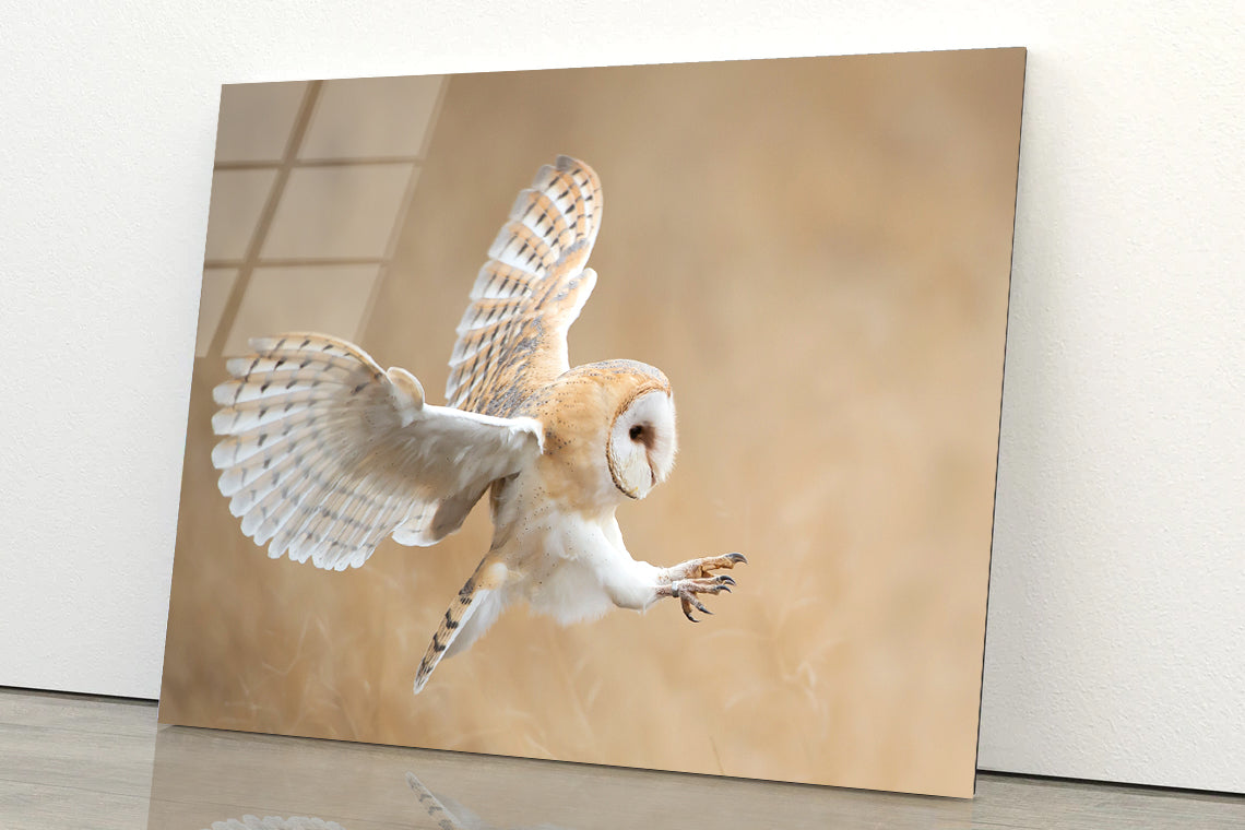 White & Beige Barn Owl Flying Acrylic Glass Print Tempered Glass Wall ...