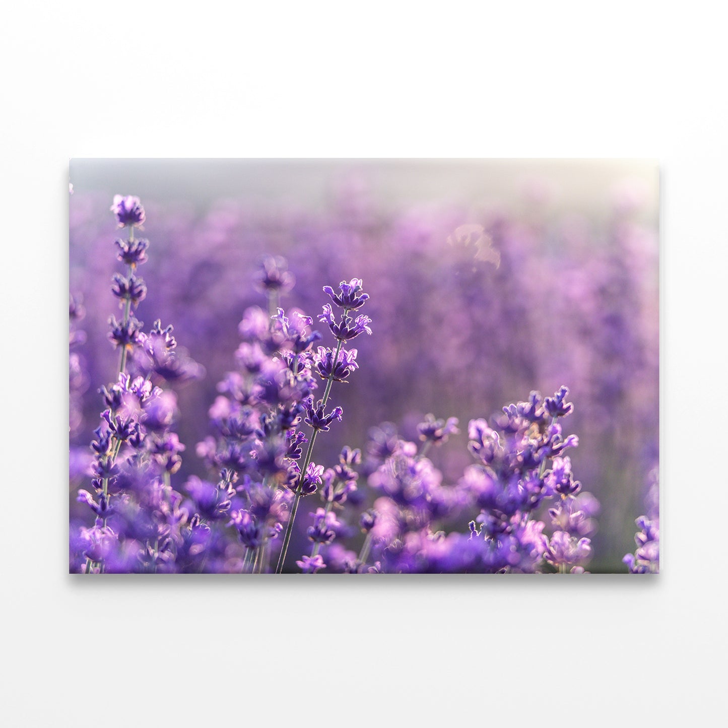 Blooming Lavender Field in Provence Wall Art Decor 100% Australian Made