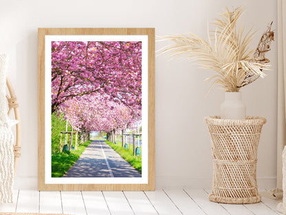 Blooming Pink Cherry Trees Spring Glass Framed Wall Art, Ready to Hang Quality Print With White Border Oak