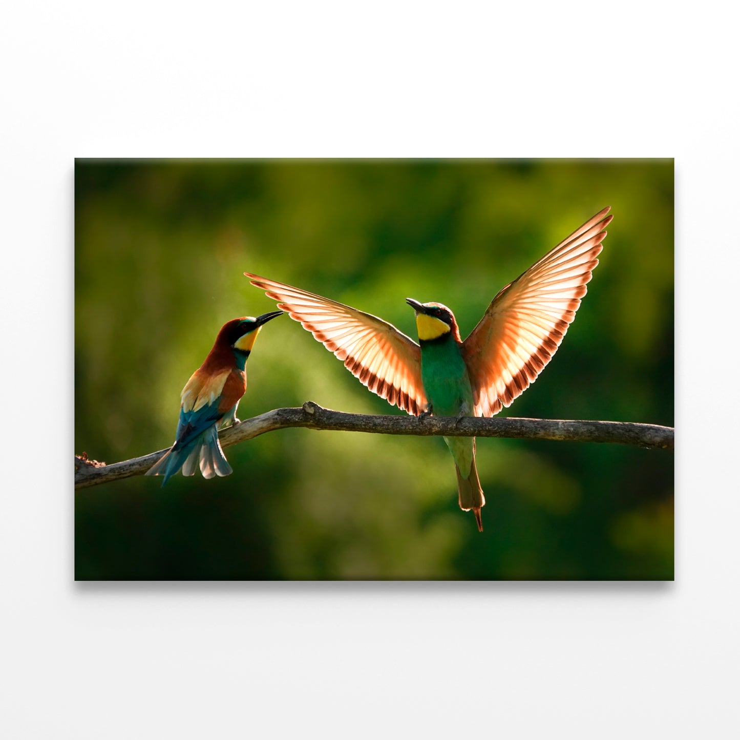 European Bee-Eater on Branch Wall Art Decor 100% Australian Made