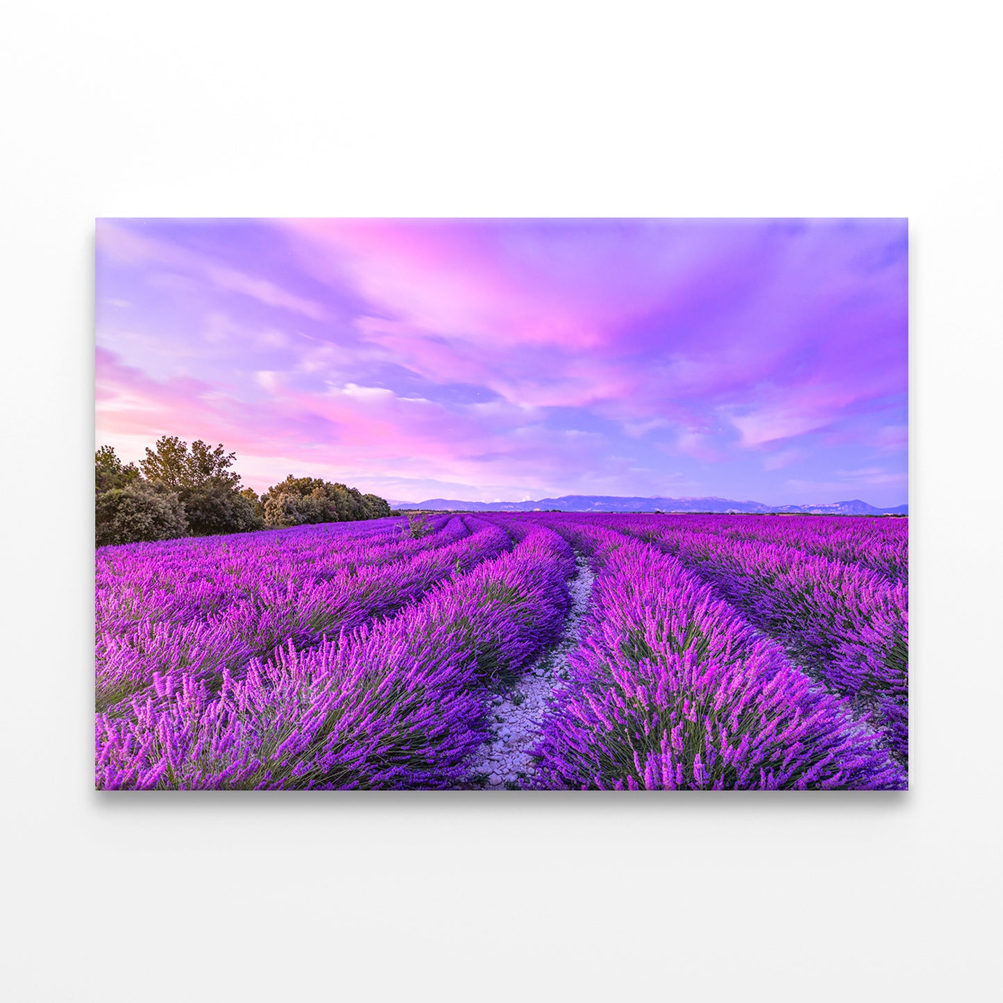 Sunset with Blooming Lavender Flowers Wall Art Decor 100% Australian Made