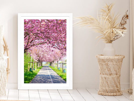 Blooming Pink Cherry Trees Spring Glass Framed Wall Art, Ready to Hang Quality Print With White Border White
