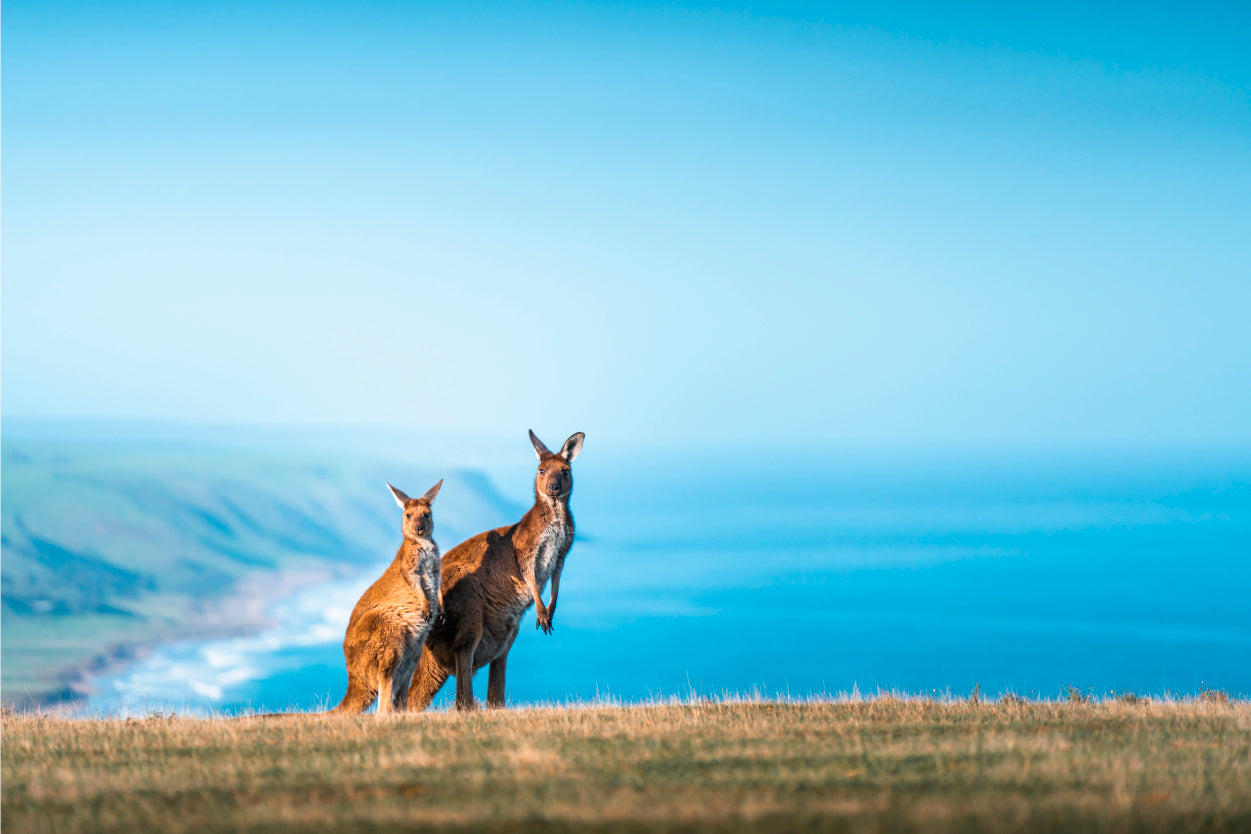 Kangaroos Coastal Australia Wall Art Decor 100% Australian Made