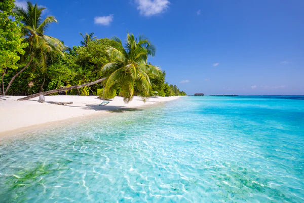 Palm Trees & Sea Sky View Photograph 90x60cm Print 100% Australian Made - Bella Home Decor