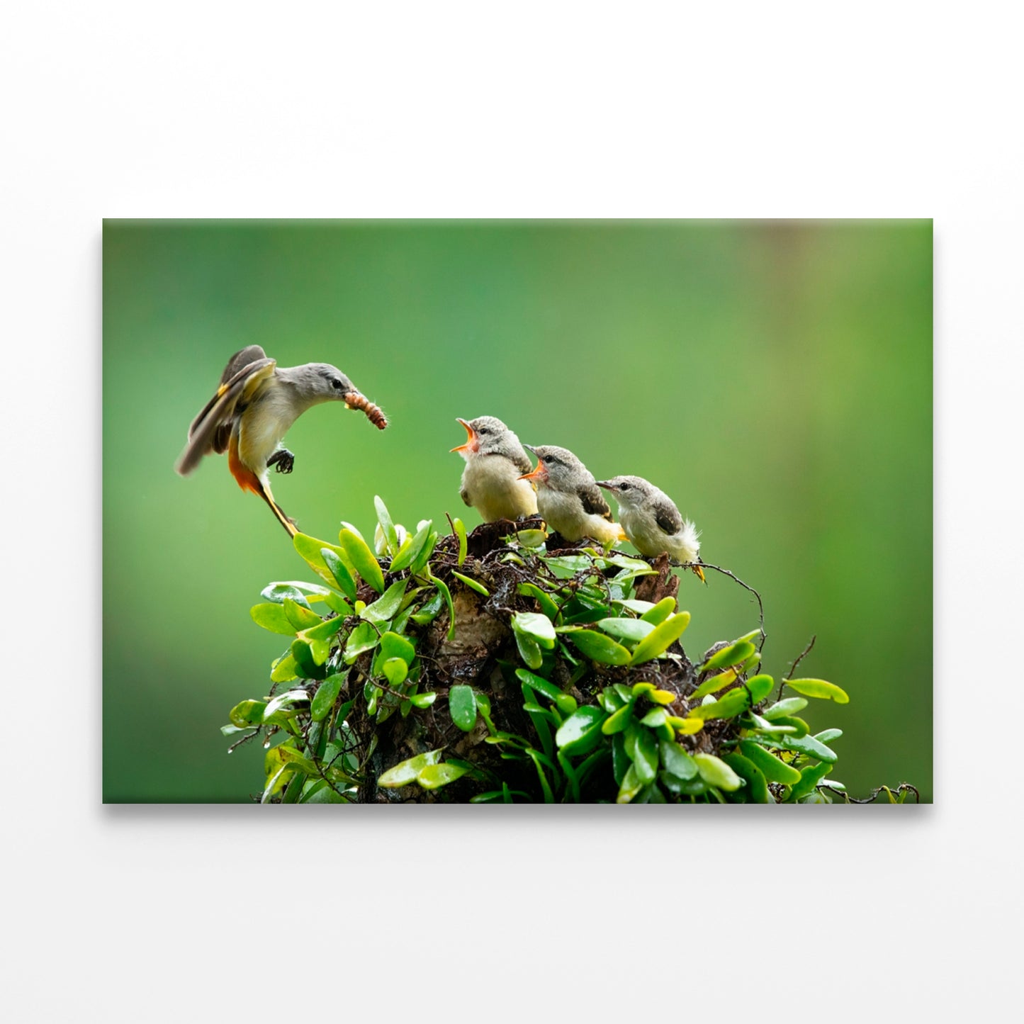 Small Minivet Feeding Young Wall Art Decor 100% Australian Made