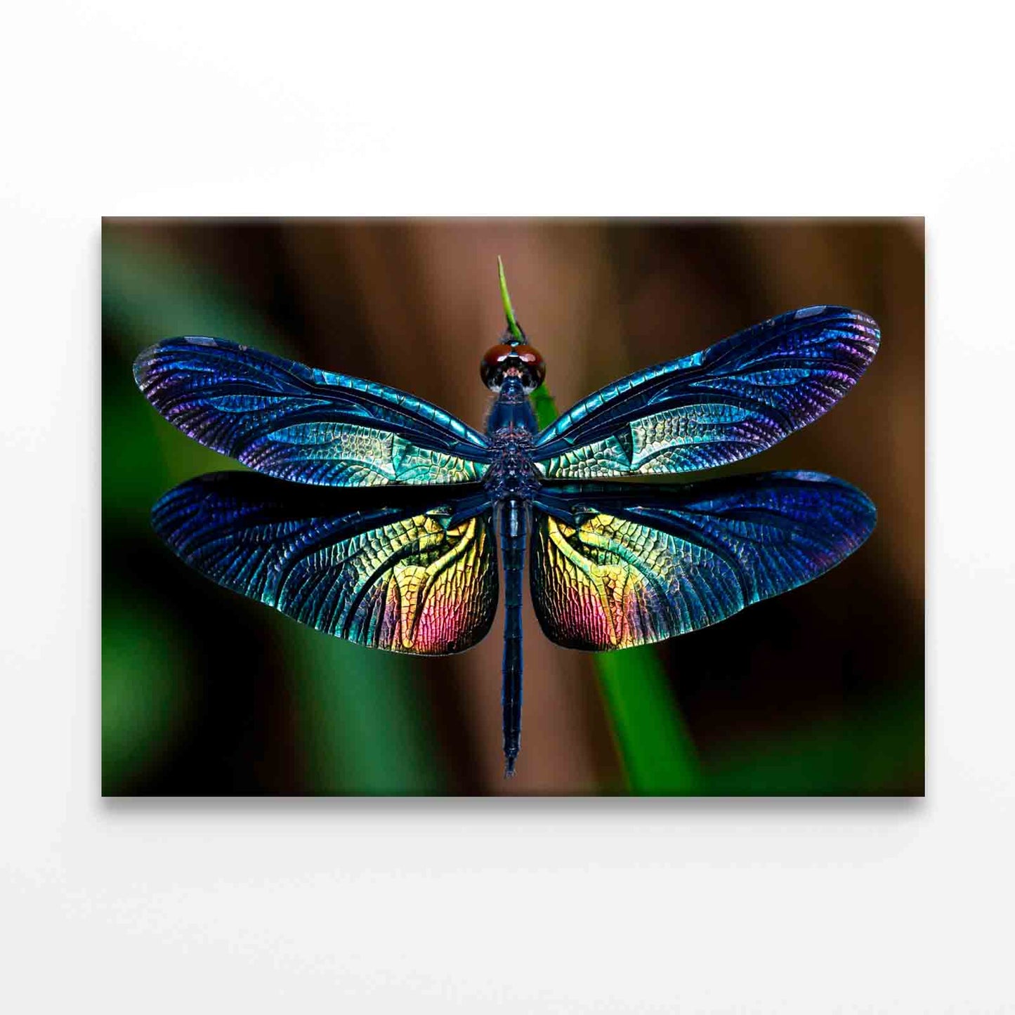 Beautiful Wing of Dragonfly Wall Art Decor 100% Australian Made