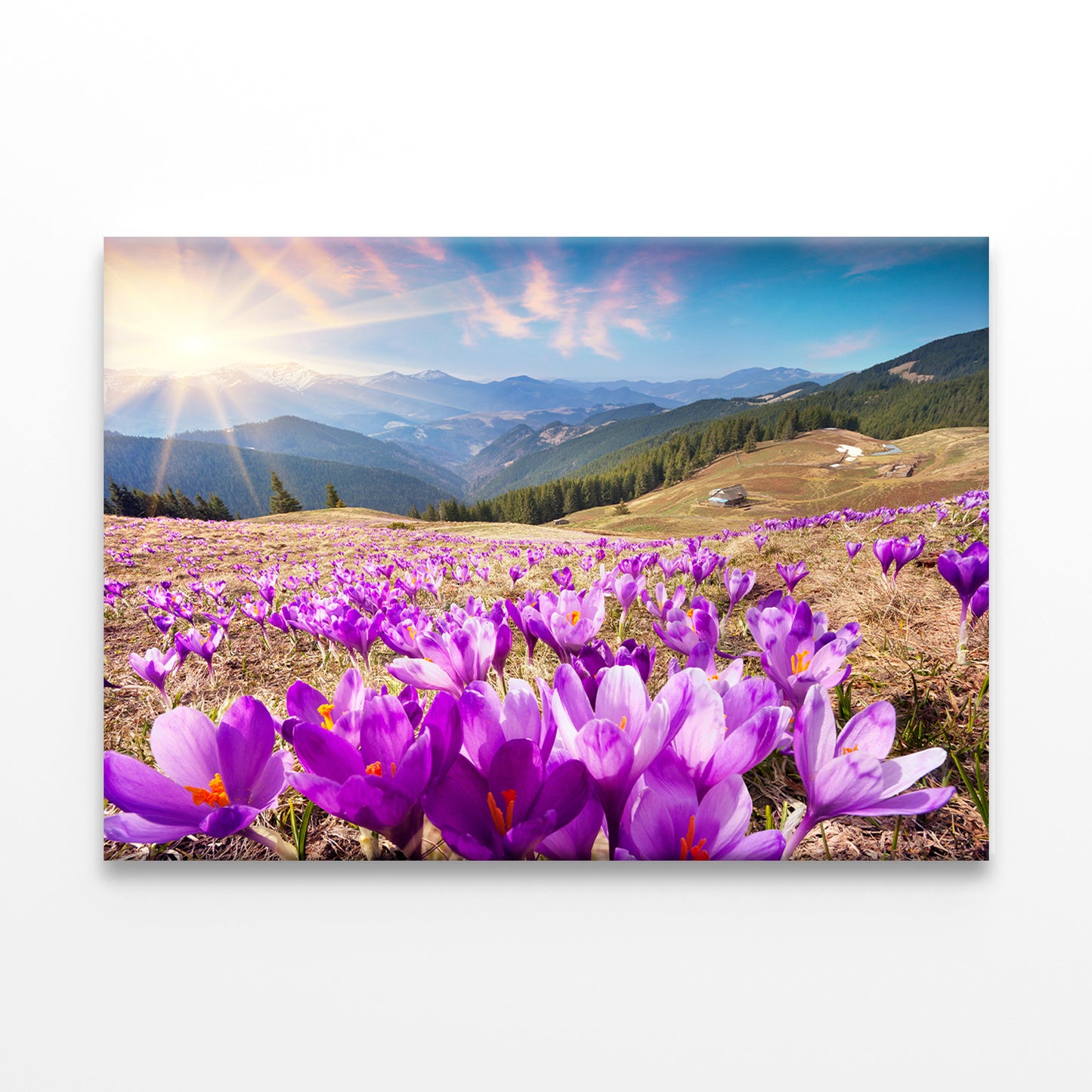 Spring Landscape with Crocuses, Carpathians Wall Art Decor 100% Australian Made
