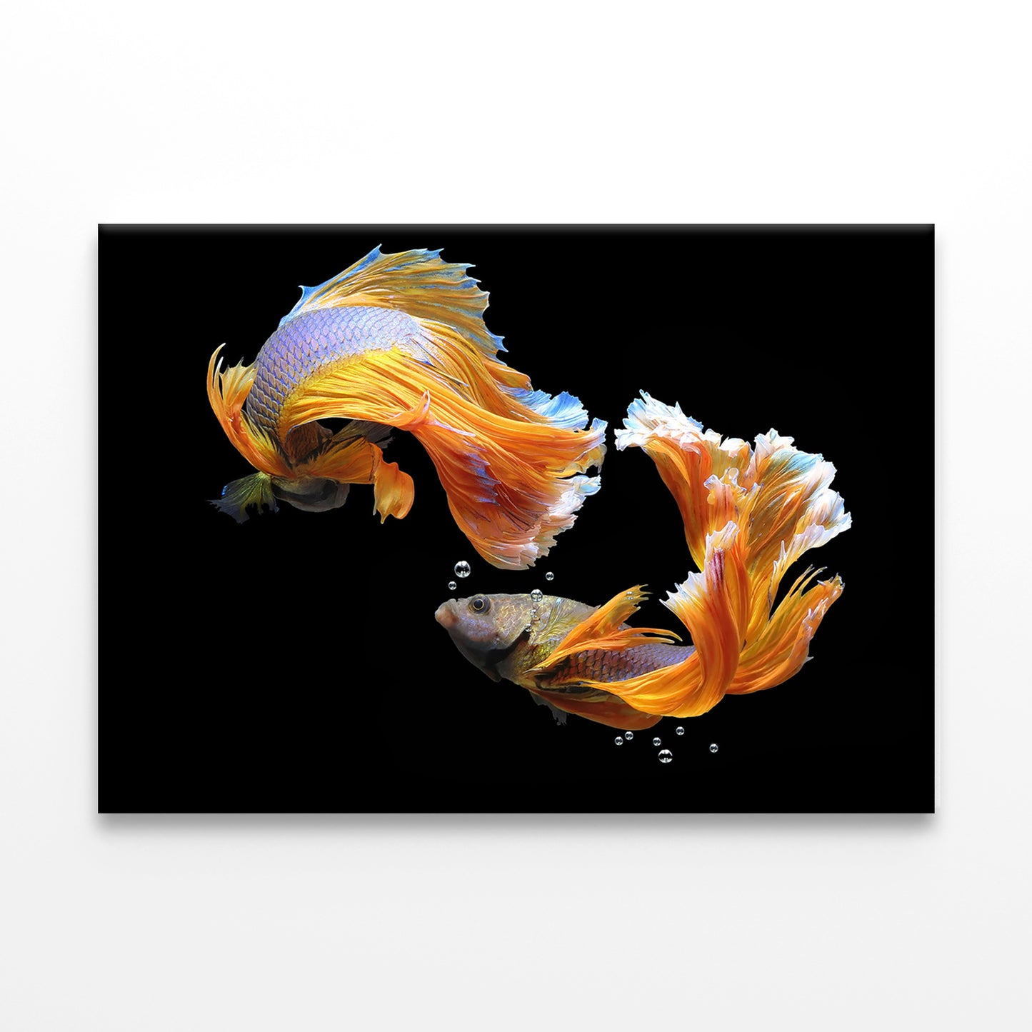 Fighting Fish Wall Art Decor 100% Australian Made