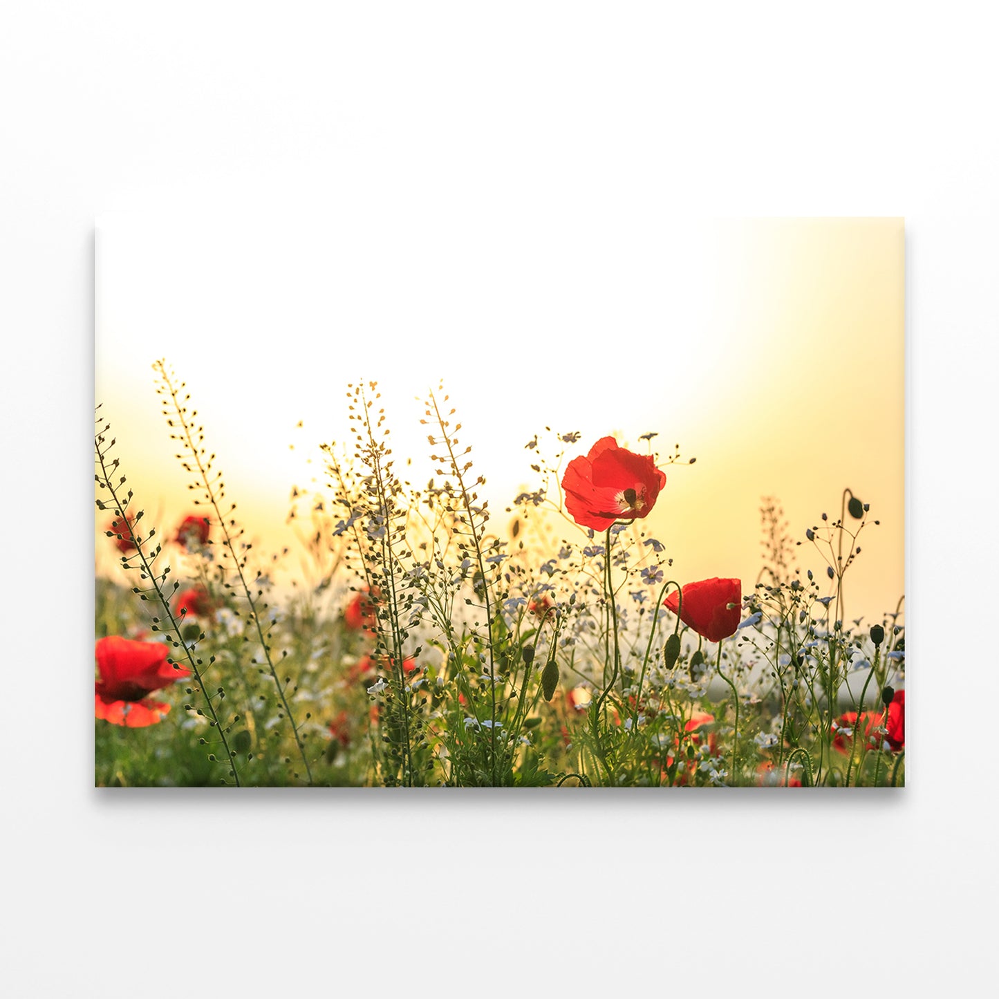 Red Poppy Flowers in Spring Field Wall Art Decor 100% Australian Made