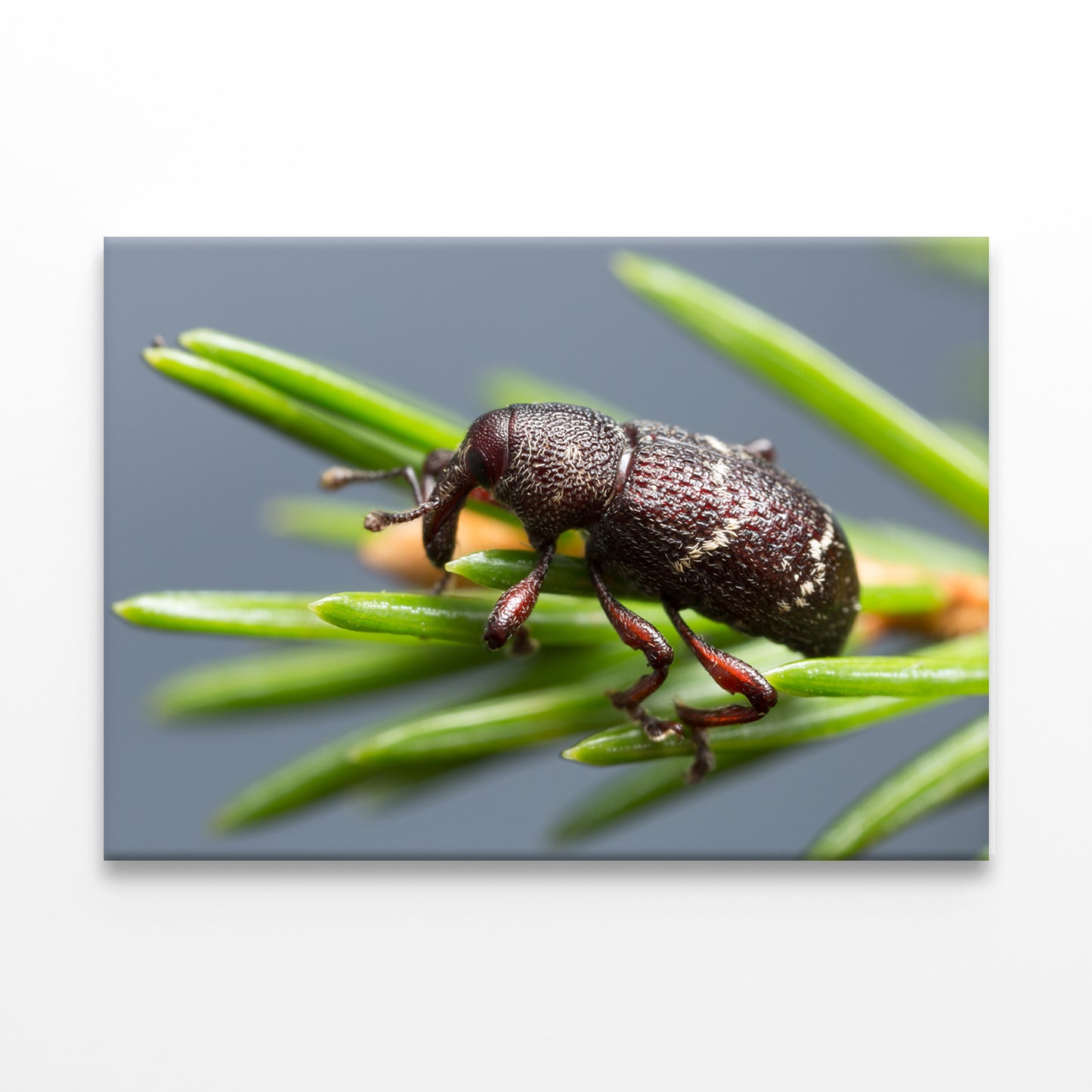 Pine weevil, Hylobius pinastriWall Art Decor 100% Australian Made