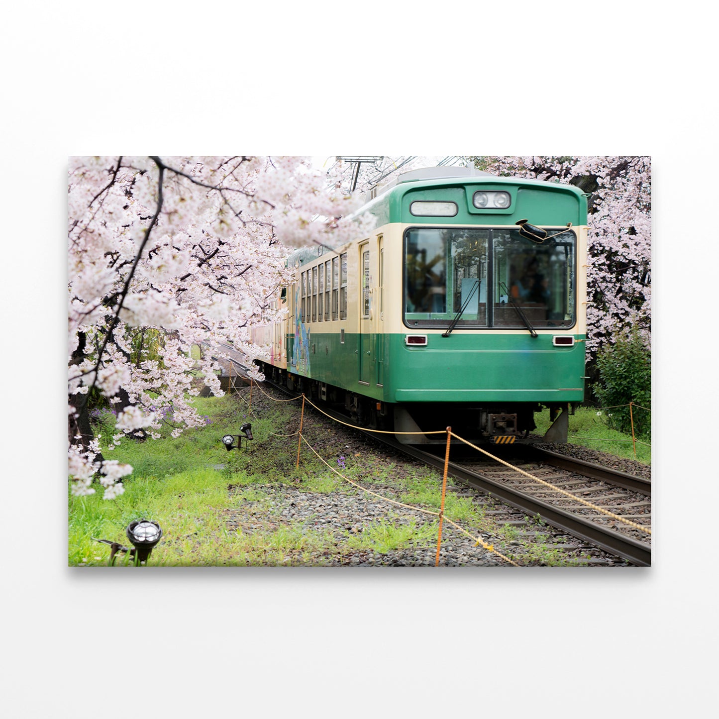 Kyoto Train with Cherry Blossoms Wall Art Decor 100% Australian Made
