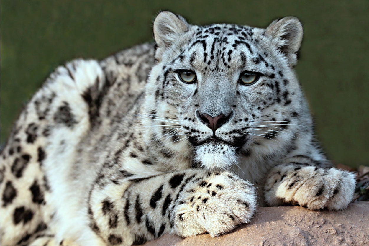 Central Asia Rare Snow Leopard Wall Art Decor 100% Australian Made