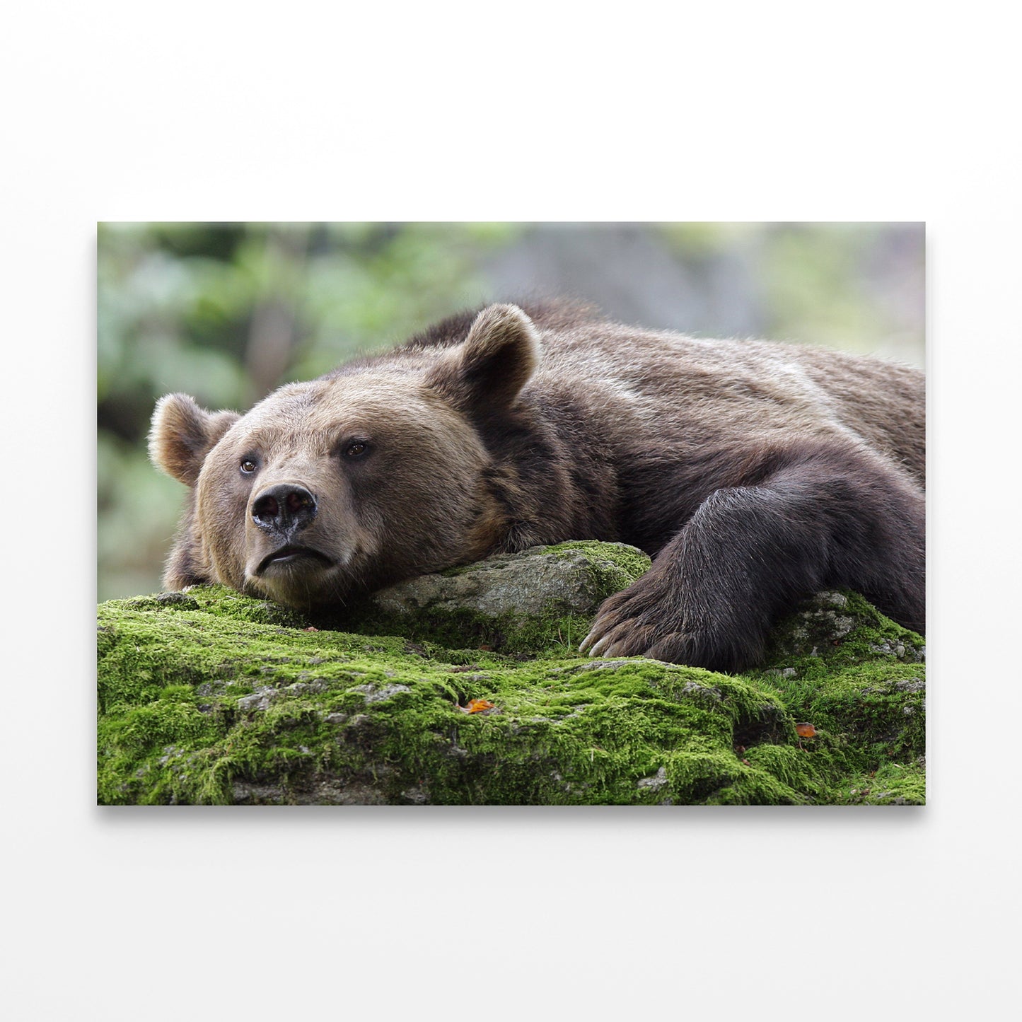 Resting Brown Bear Wall Art Decor 100% Australian Made
