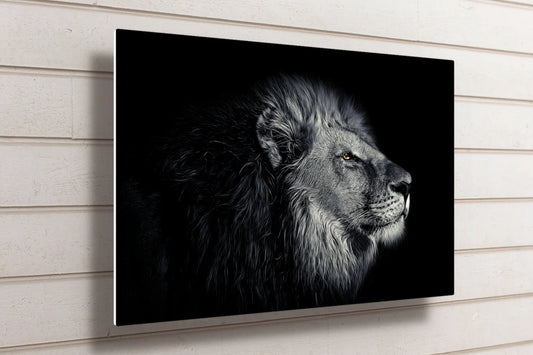 African Lion UV Direct Aluminum Print Australian Made Quality