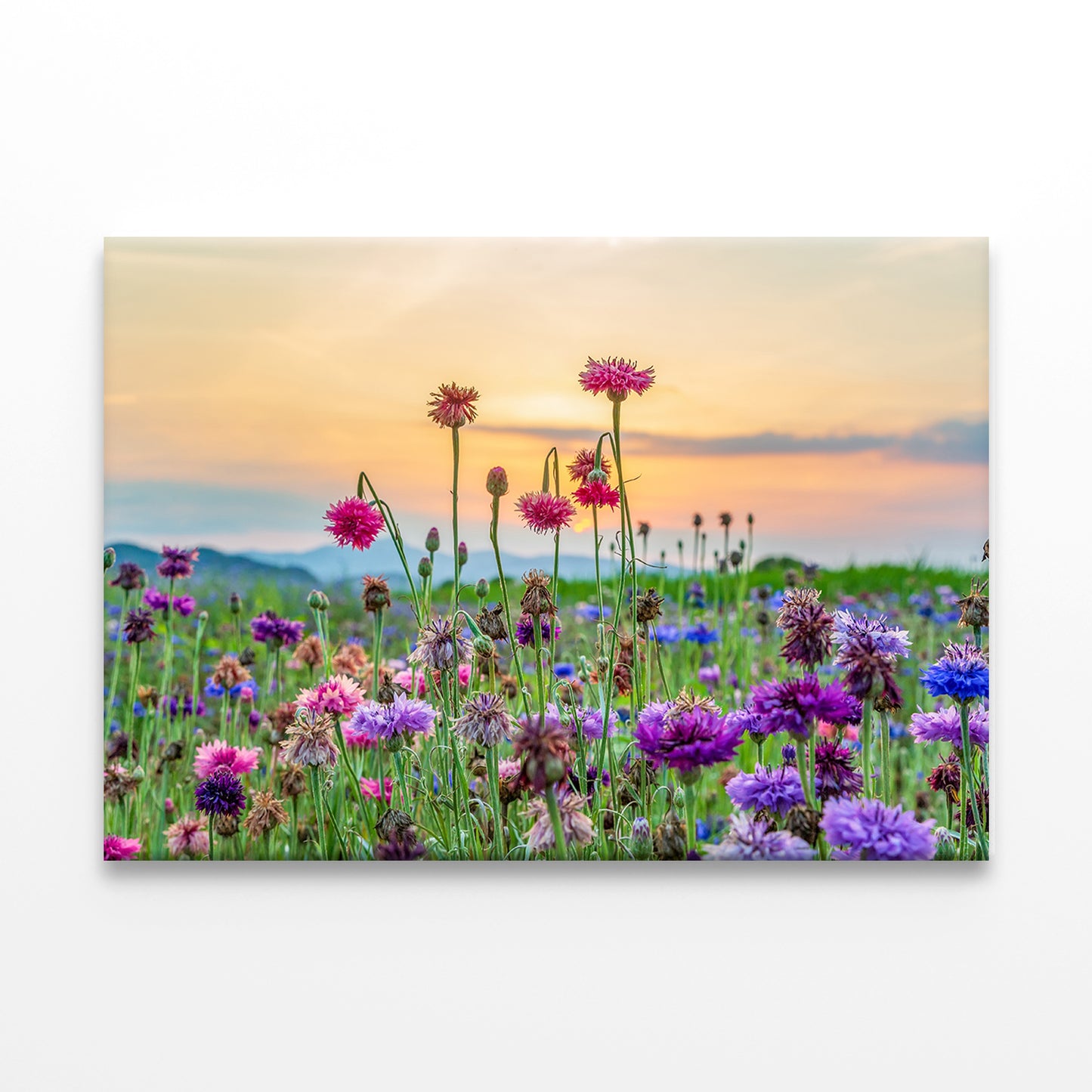 Cornflowers and Flowers by Namgang River Wall Art Decor 100% Australian Made