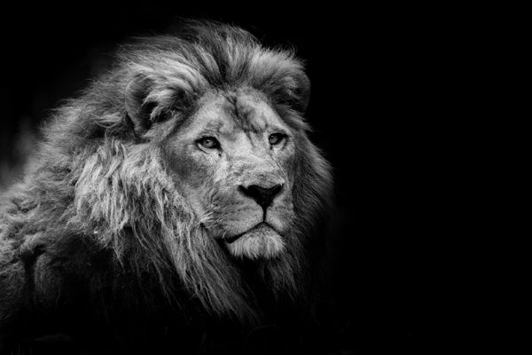 Lion on Dark B&W Photograph 90x60cm Print 100% Australian Made - Bella Home Decor