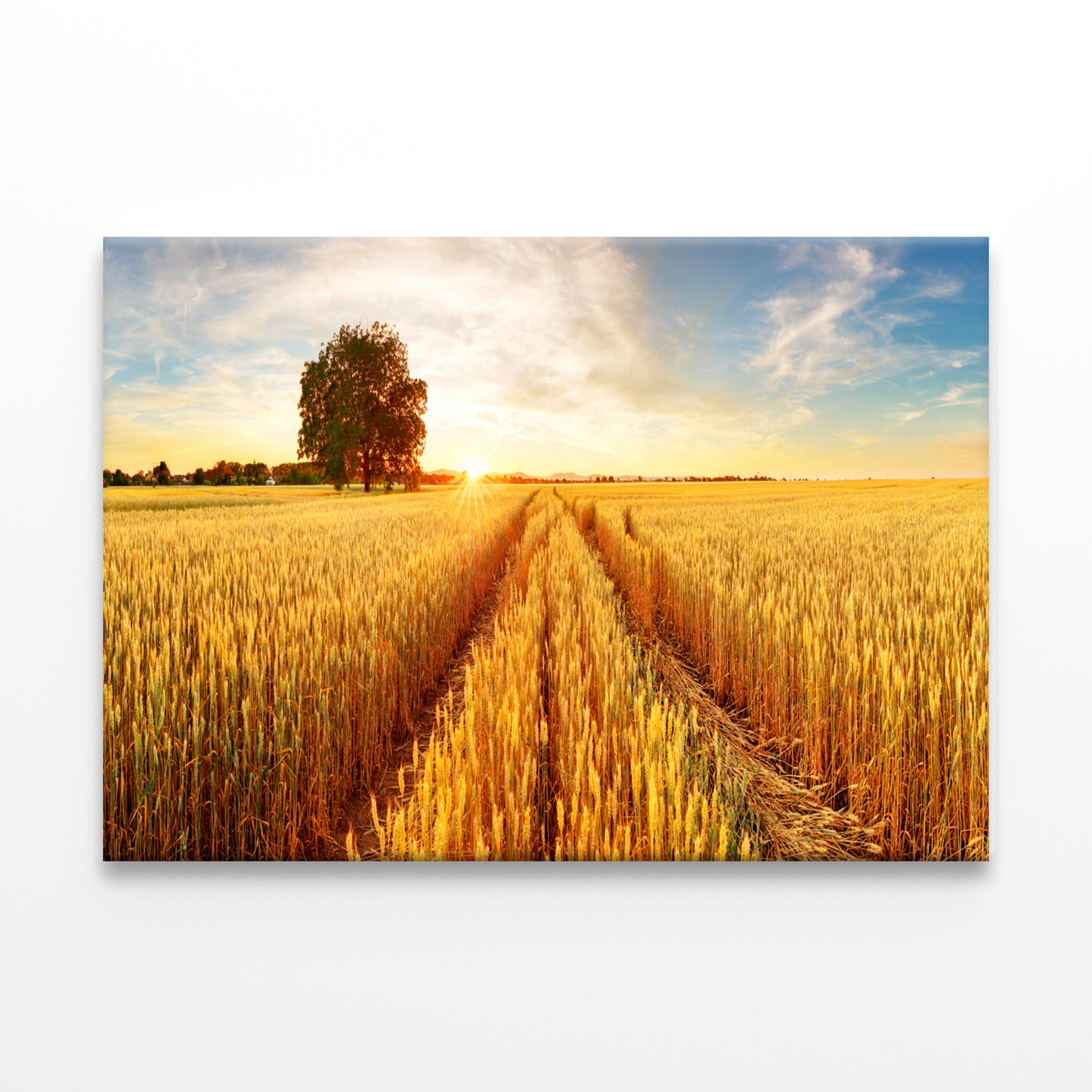 Gold Wheat Field at Sunset Wall Art Decor 100% Australian Made