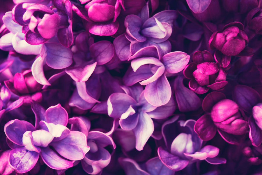 Purple Lilac Flowers Background Wall Art Decor 100% Australian Made