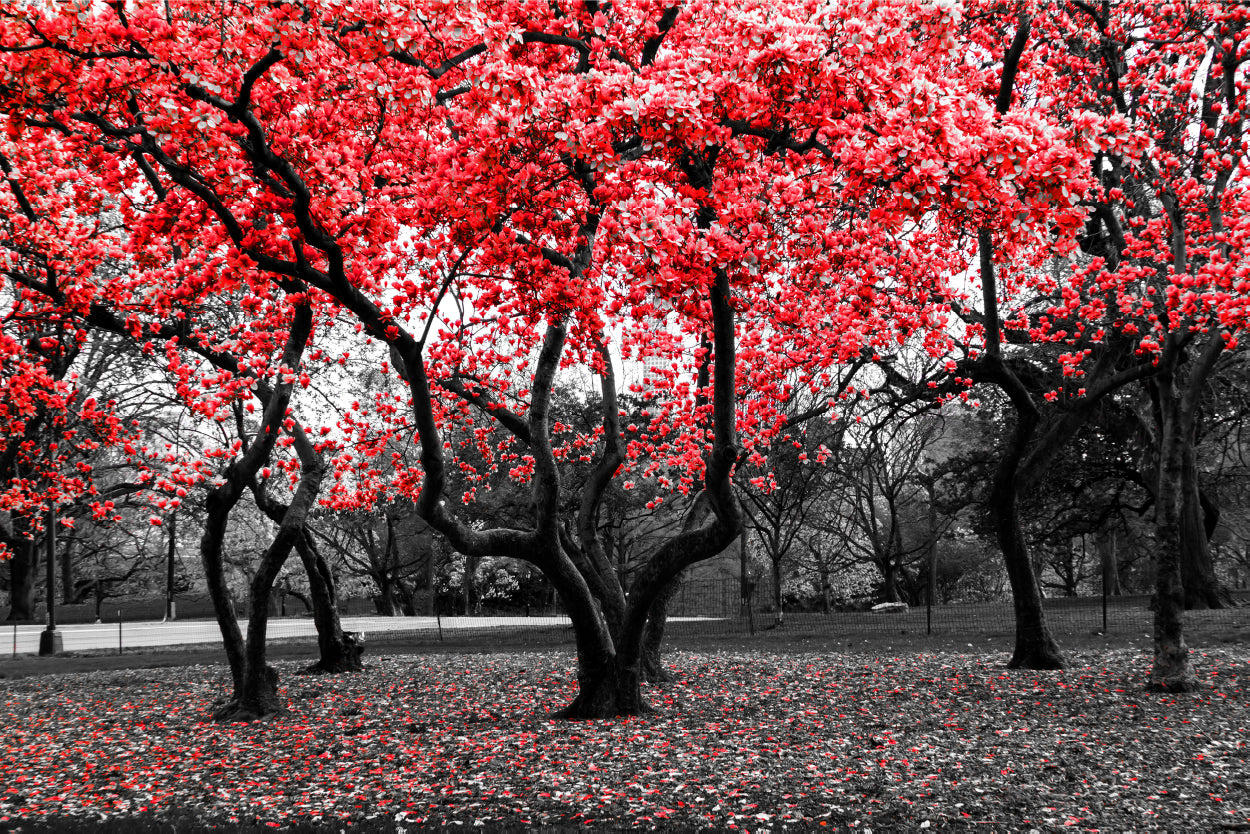 Red Flower Tree Black and White Forest Wall Art Decor 100% Australian Made