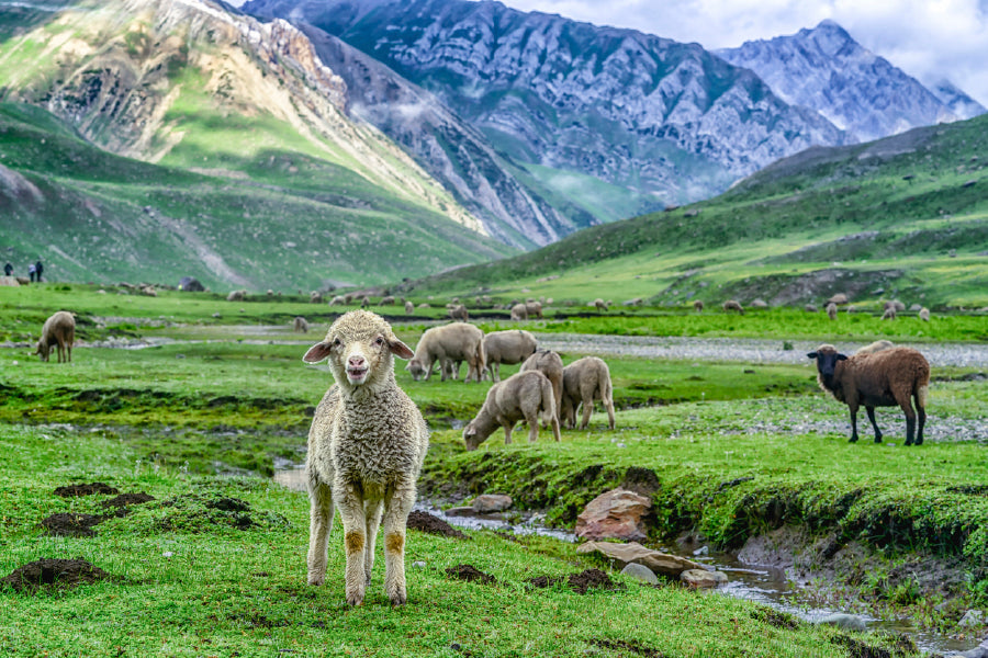 Sheep In Beautiful Mountain Glass Framed Wall Art, Ready to Hang Quality Print