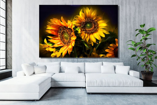 Sunflower Wall Art UV Direct Aluminum Print Australian Made Quality