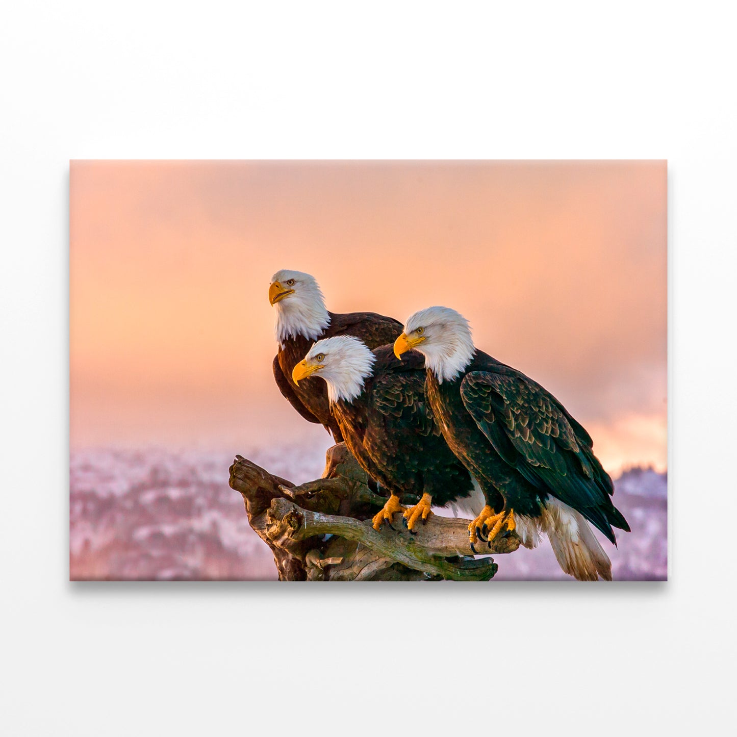 Three Eagles Tree Snag Alaska Wall Art Decor 100% Australian Made