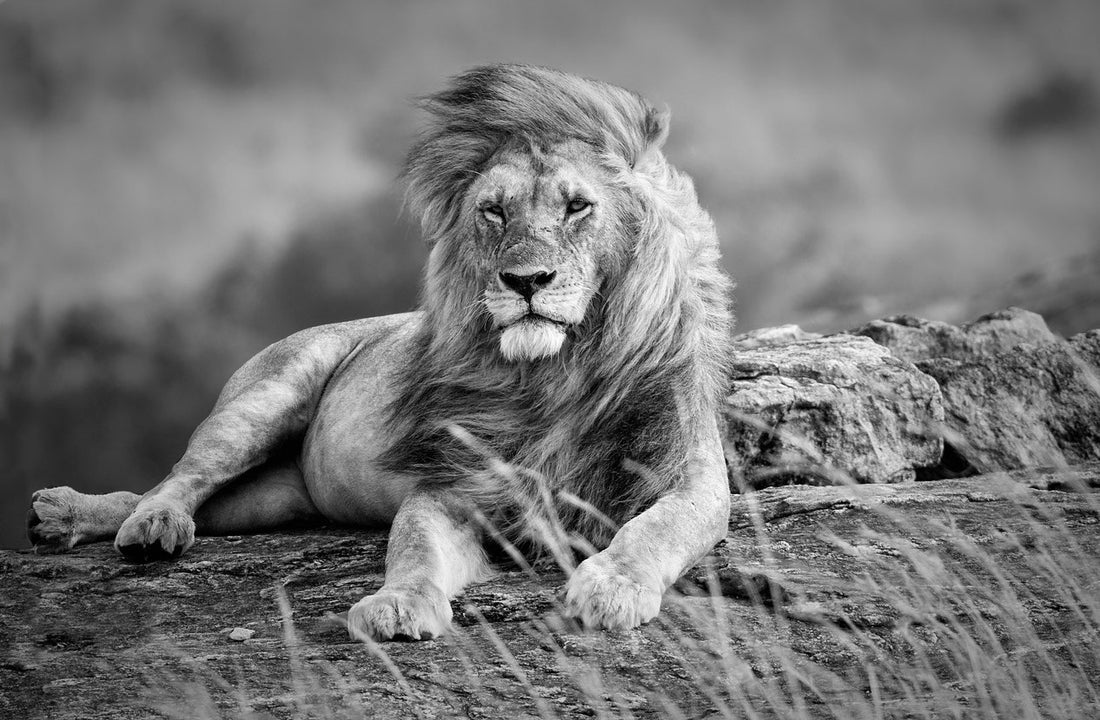 Lion Portrait B&W Photograph 90x60cm Print 100% Australian Made - Bella Home Decor