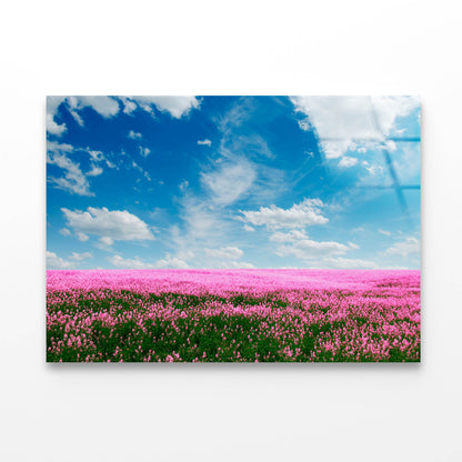 Spring Pink Flower Field Acrylic Glass Print Tempered Glass Wall Art 100% Made in Australia Ready to Hang