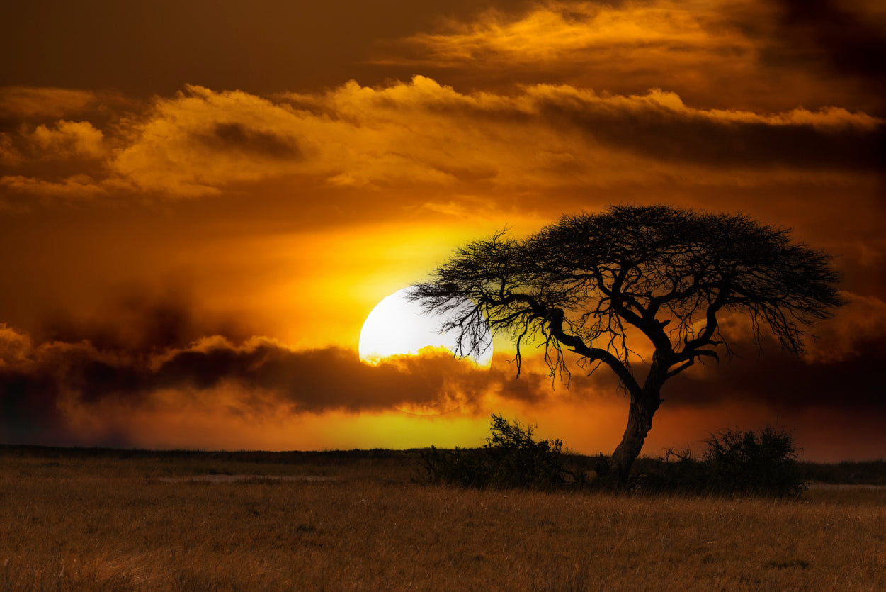 Sunset in Africa Over Acacia Tree Print 100% Australian Made