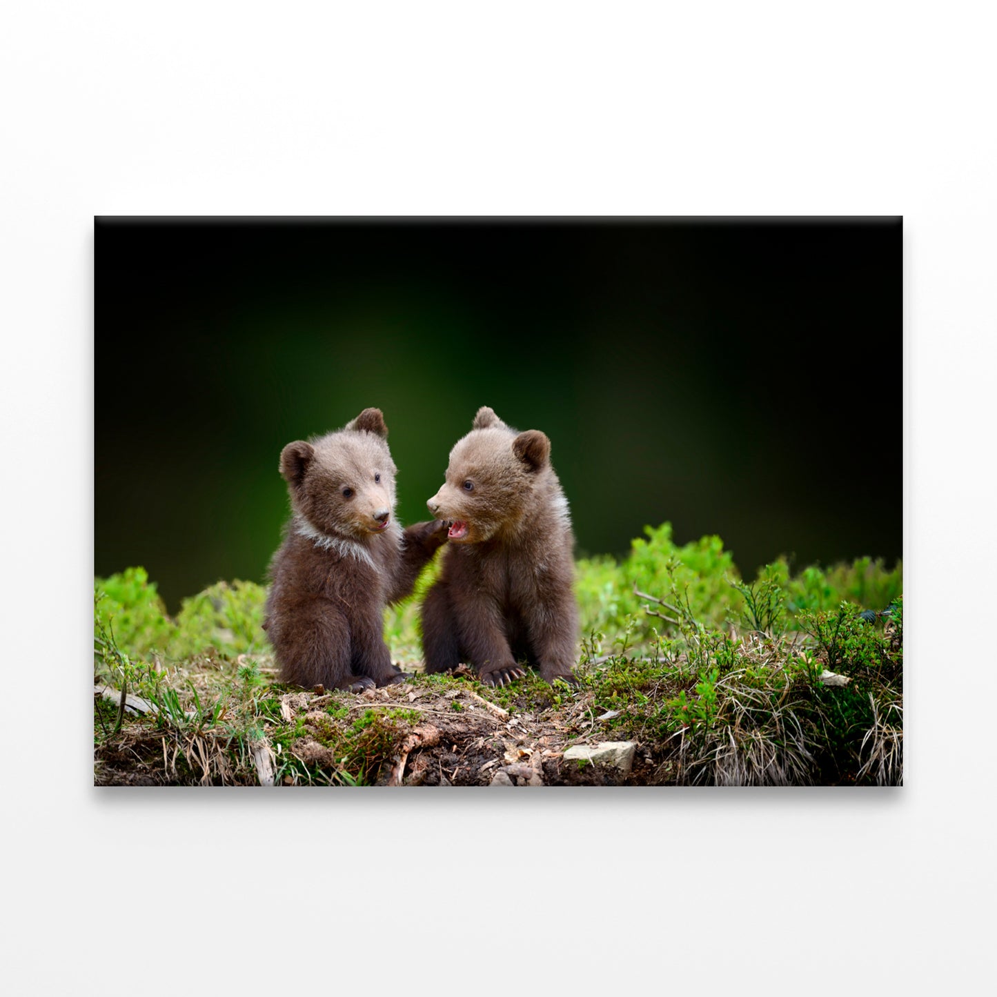Two Brown Bear Cubs in Forest Wall Art Decor 100% Australian Made