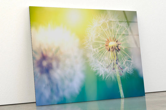 Closeup of Dandelion Acrylic Glass Print Tempered Glass Wall Art 100% Made in Australia Ready to Hang
