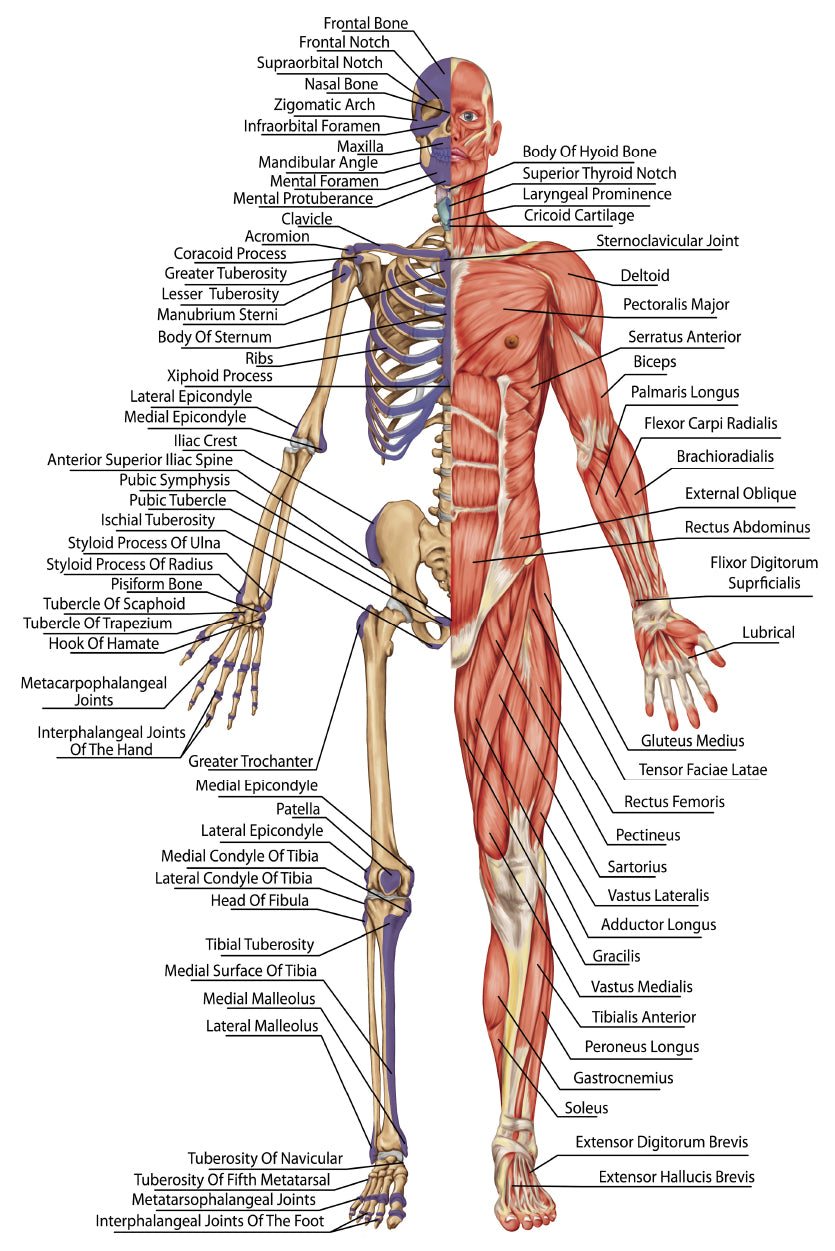 Anatomical Body Human Skeleton Home Decor Premium Quality Poster Print Choose Your Sizes